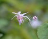 Epimedium pauciflorum